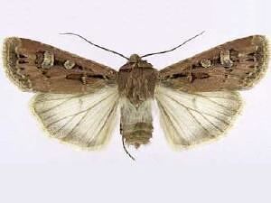 Euxoa Moth Photographers Group Euxoa adumbrata 10730