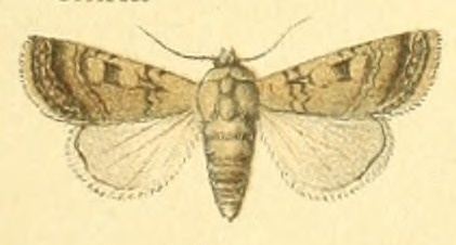Euxoa hilaris