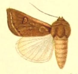 Euxoa rugifrons