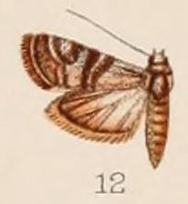 Euzophera cocciphaga