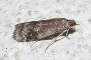 Euzophera semifuneralis Euzophera semifuneralis American Plum Borer Moth Discover Life
