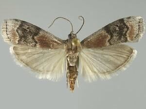 Euzophera semifuneralis Moth Photographers Group Euzophera semifuneralis 5995