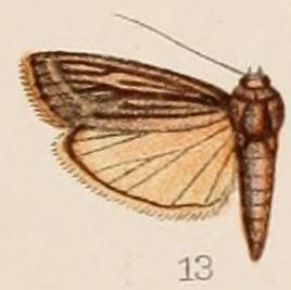 Euzopherodes albistrigella