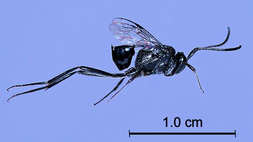 Evania appendigaster cockroach egg parasitoid Evania appendigaster Linnaeus