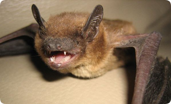 Evening bat Colonizing Bats of Florida Brazilian FreeTail and Evening Bat