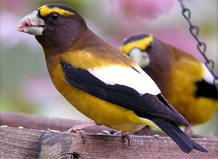 Evening grosbeak Evening Grosbeak Identification All About Birds Cornell Lab of