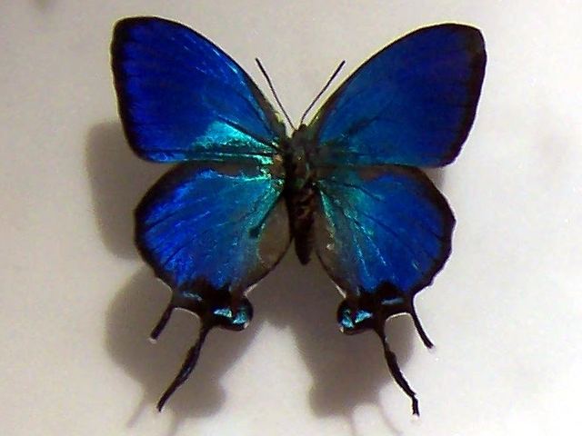 Evenus (butterfly)