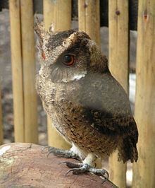 Everett's scops owl httpsuploadwikimediaorgwikipediacommonsthu