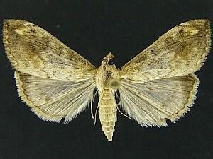 Evergestis rimosalis Moth Photographers Group Evergestis rimosalis 4898