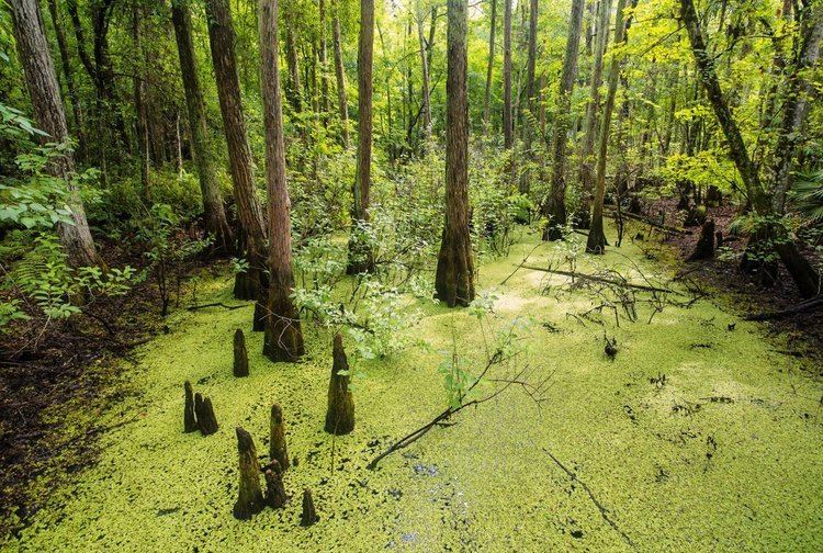 Everglades httpswwwnationalparksorgsitesdefaultfiles