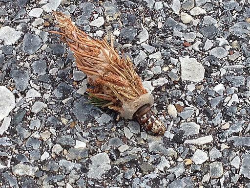 Evergreen bagworm How to get rid of evergreeneating bagworms WTOP