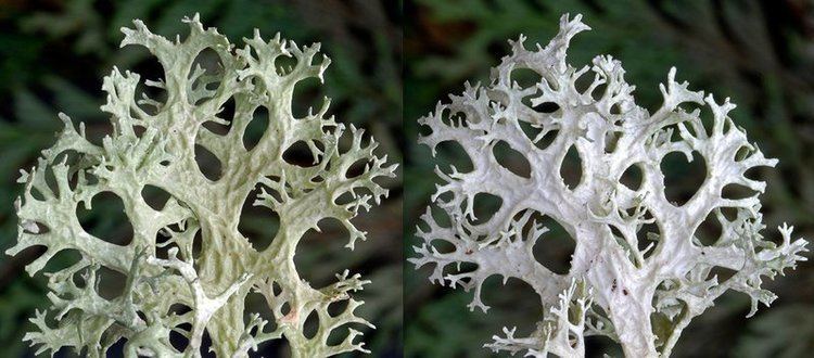 Evernia Ways of Enlichenment Lichens of North America