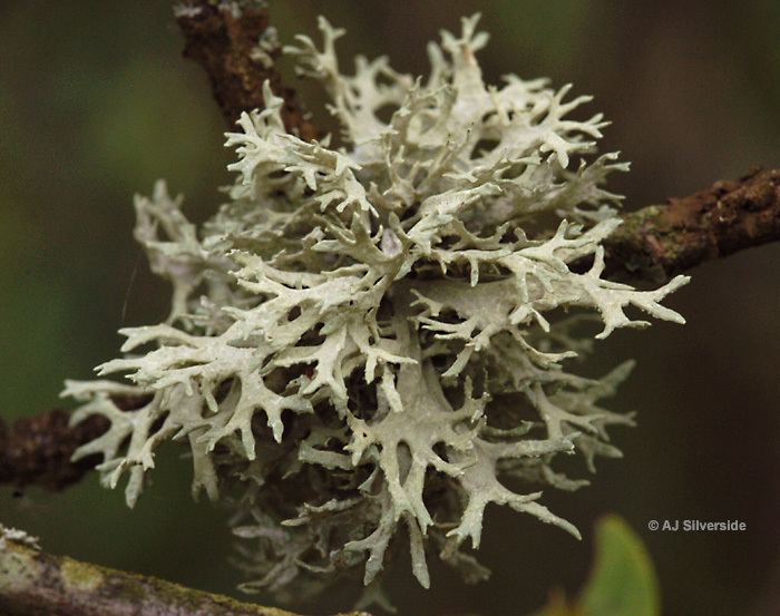 Evernia prunastri Evernia prunastri images of British lichens