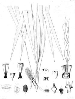 Evodianthus httpsuploadwikimediaorgwikipediacommonsthu