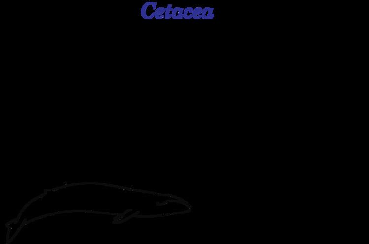 Evolution of cetaceans