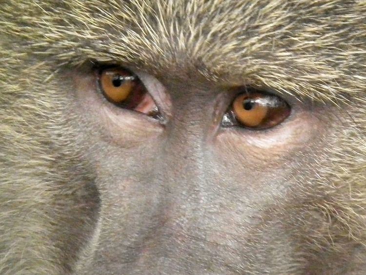 Evolution of color vision in primates - Alchetron, the free social