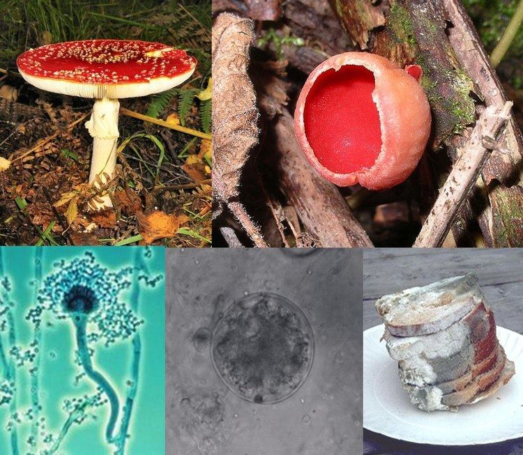 Evolution of fungi