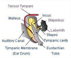 Evolution of mammalian auditory ossicles