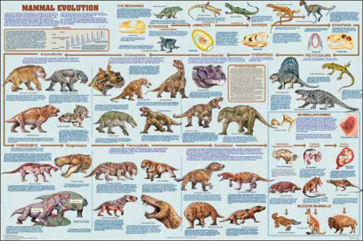 Evolution of mammals Marsupials poster animals with pouches all families presented