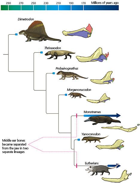Evolution of mammals Jaws to ears in the ancestors of mammals