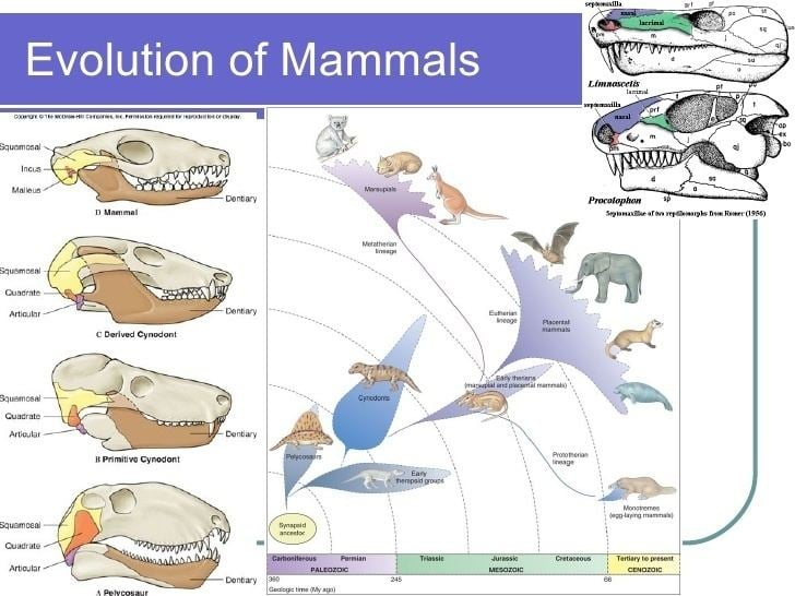 Evolution of mammals Evolution