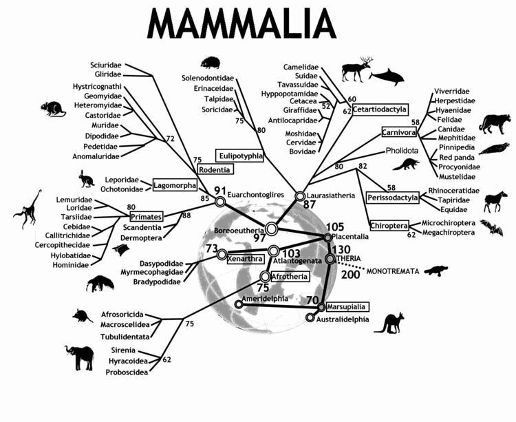 Evolution of mammals The genome diversity and karyotype evolution of mammals Molecular