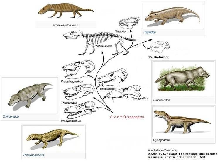 Evolution of mammals stuffpointcomevolutionimage326330evolutionev