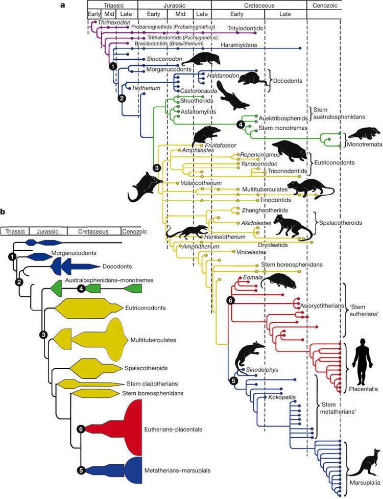 Evolution of mammals Transformation and diversification in early mammal evolution