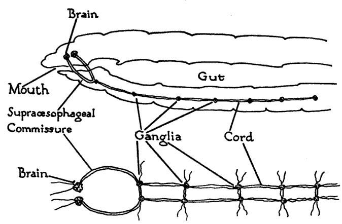 Evolution of nervous systems