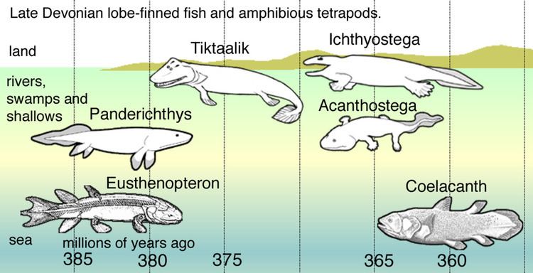 Evolution of tetrapods