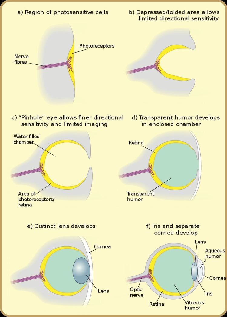 Evolution of the eye