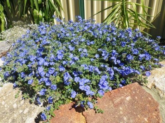 Evolvulus Evolvulus Blue Eyes Landsdale Plants