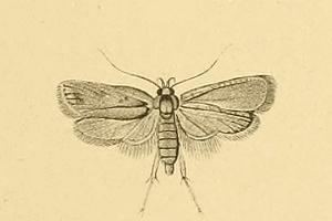 Exaeretia conciliatella