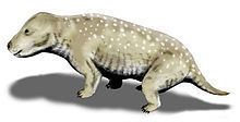 Exaeretodon httpsuploadwikimediaorgwikipediacommonsthu