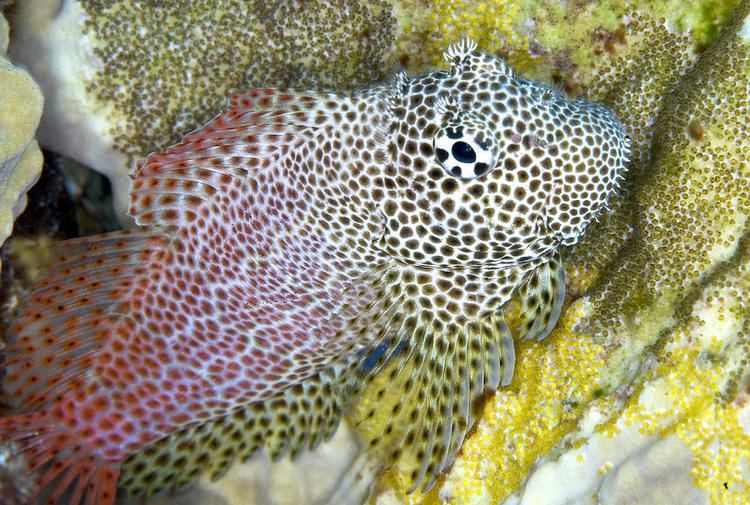 Exallias brevis Leopard Blenny Exallias Brevis Adult St Johns Reef Red Sea