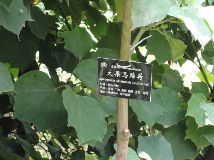 Exbucklandia FileExbucklandia tonkinensis Kunming Botanical Garden DSC03157