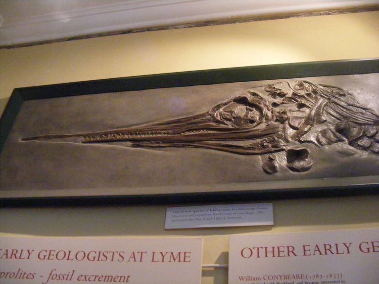 Excalibosaurus Excalibosaurus Fossil of Excalibosaurus costini at Lyme Re Flickr
