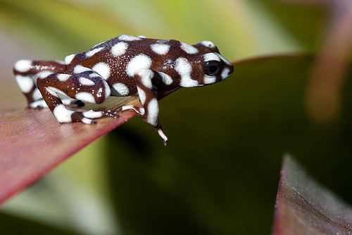 Excidobates 1000 images about Excidobates mysteriosus Maranon poison frog on