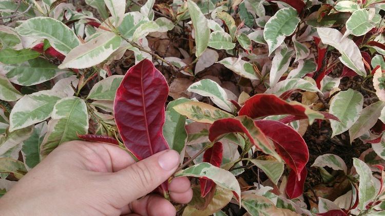 Excoecaria cochinchinensis Excoecaria cochinchinensis Images Useful Tropical Plants