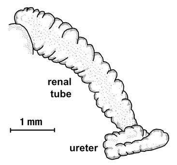 Excretory system of gastropods