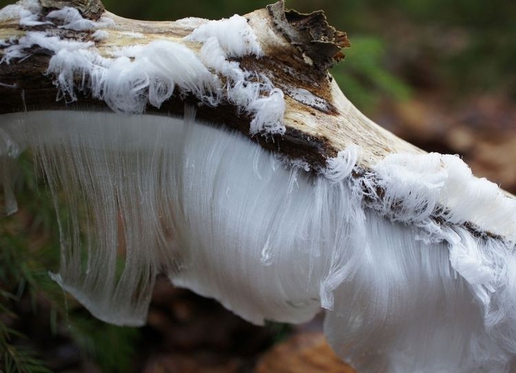 Exidiopsis effusa Research team explains the reason behind Hair Ice the fungus