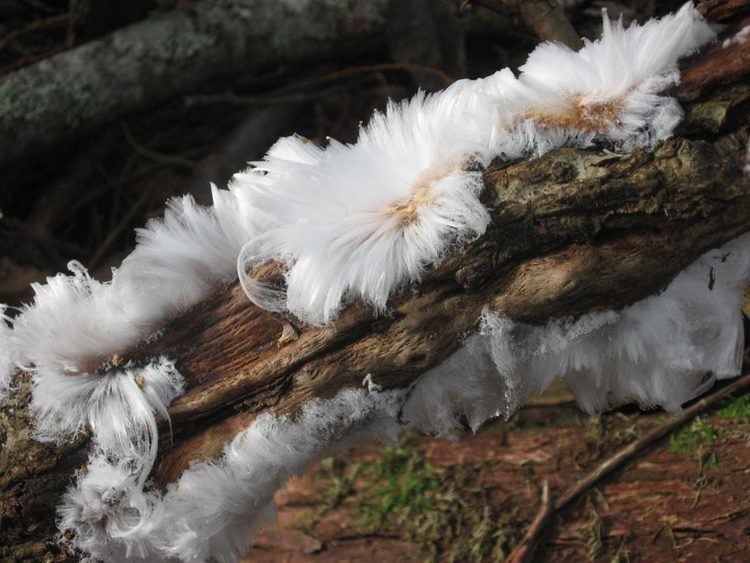 Exidiopsis effusa Mystery solved White hair ice is produced by a fungus Exidiopsis