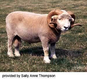 Exmoor Horn Breeds of Livestock Exmoor Horn Sheep Breeds of Livestock
