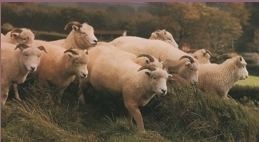 Exmoor Horn Exmoor Horn Sheep Breeder39s Society