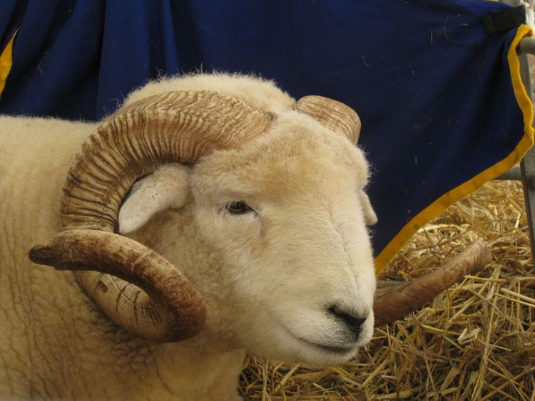 Exmoor Horn Exmoor Horn Give Fleece A Chance