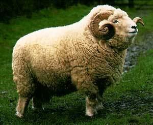 Exmoor Horn Breeds of Livestock Exmoor Horn Sheep Breeds of Livestock