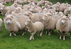 Exmoor Horn The Sheep Exmoor Horn Wool
