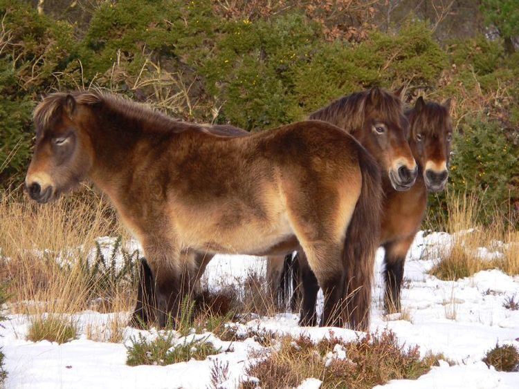 Exmoor pony httpsuploadwikimediaorgwikipediacommons88