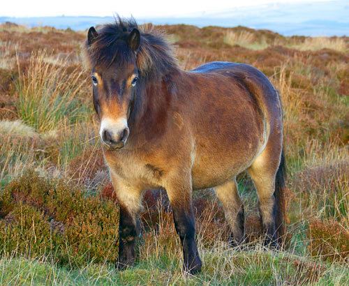 Exmoor pony Exmoor Pictures and Exmoor Photographs and Photos