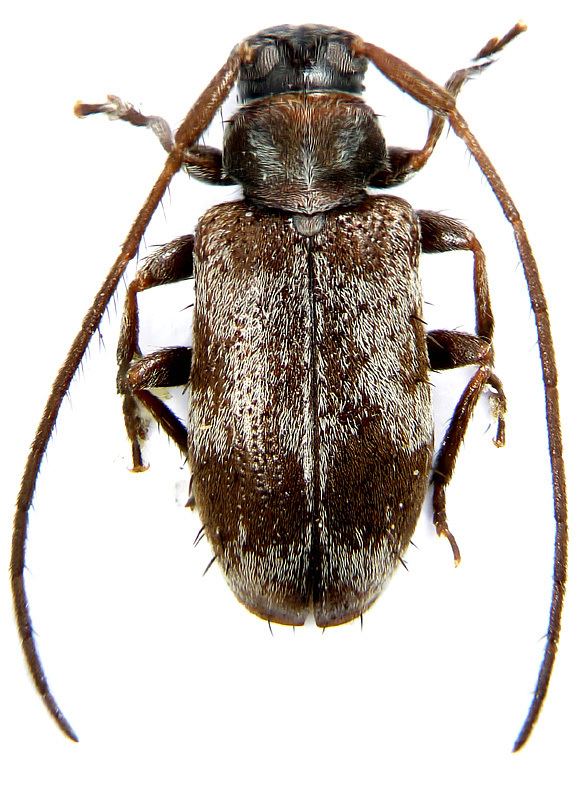Exocentrus Subgenus Exocentrus Dejean 1837 Cerambycidae
